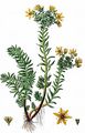 Felsen-Fetthenne - Sedum rupestre L.