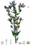 Blauer Sumpfstern - Swertia perennis L. 