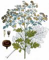 Feverfew - Tanacetum parthenium (L.) Sch. Bip.