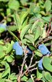 Rauschbeere - Vaccinium uliginosum L.