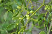 Mistletoe - Viscum album L.