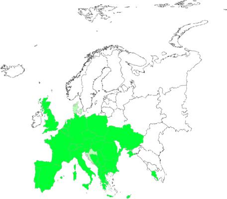 Kickxia spuria
