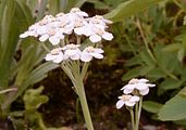 Bittere Schafgarbe - Achillea clavennae L.