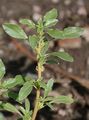 Prostrate Pigweed - Amaranthus blitoides S. Watson