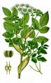 Wild Angelica - Angelica sylvestris L.