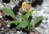 Echter Wundklee - Anthyllis vulneraria L.