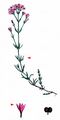 Squinancywort - Asperula cynanchica L.