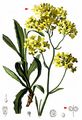 Buckler-Mustard - Biscutella laevigata L.