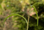 Sichelblättriges Hasenohr - Bupleurum falcatum L.
