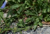 Rundblättrige Glockenblume - Campanula rotundifolia L.