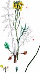 Schnabelsenf - Coincya monensis (L.) Greuter & Burdet 