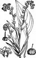 Hound's-Tongue - Cynoglossum officinale L.