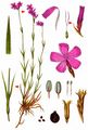 Carthusian Pink - Dianthus carthusianorum L.