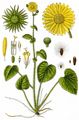 Leopard's-Bane - Doronicum pardalianches L.