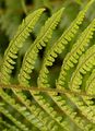 Geröll-Wurmfarn - Dryopteris oreades Fomin
