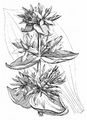 Gelber Enzian - Gentiana lutea L.