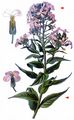 Dame's-Violet - Hesperis matronalis L.