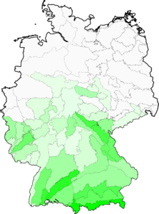 Thesium pyrenaicum