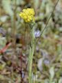 Jersey Cudweed - Laphangium luteoalbum (L.) Tzvelev