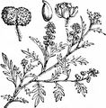 Lesser Swine-Cress - Lepidium didymum L.