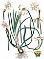 Garten-Narzisse - Narcissus poeticus L.