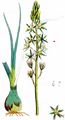  - Ornithogalum sphaerocarpum A. Kern.