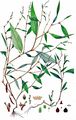 Wasserpfeffer - Persicaria hydropiper (L.) Delarbre