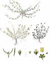 Niederliegendes Mastkraut - Sagina procumbens L.