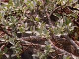 Finely Toothed Willow - Salix breviserrata Flod.