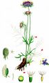 Small Scabious - Scabiosa columbaria L.