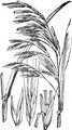 Giant Fescue - Schedonorus giganteus (L.) Holub