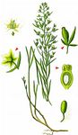 Mittleres Leinblatt - Thesium linophyllon L. 
