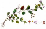 Wood Speedwell - Veronica montana L.