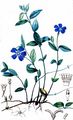 Lesser Periwinkle - Vinca minor L.