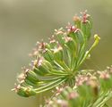 Bullwort - Ammi majus L.