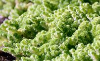Großer Algenfarn - Azolla filiculoides Lam.