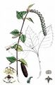 Downy Birch - Betula pubescens Ehrh.