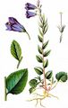 Broad-Leaved Harebell - Campanula rhomboidalis L.