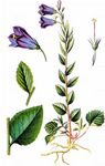 Rautenblättrige Glockenblume - Campanula rhomboidalis L. 