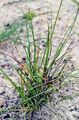 Strand-Segge - Carex extensa Gooden.