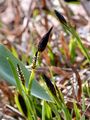 Scheiden-Segge - Carex vaginata Tausch