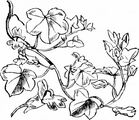 Ivy-Leaved Toadflax - Cymbalaria muralis P. Gaertn. , B. Mey. & Scherb.