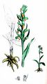 Grüne Hohlzunge - Dactylorhiza viridis (L.) R. M. Bateman, Pridgeon & M. W. Chase