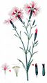 Fringed Pink - Dianthus superbus L.