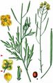 Perennial Wall-Rocket - Diplotaxis tenuifolia (L.) DC.