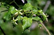 Spindle - Euonymus europaeus L.