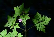 Herb-Robert - Geranium robertianum L.