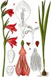 Sumpf-Siegwurz - Gladiolus palustris Gaudin 