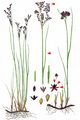 Black Rush - Juncus anceps Laharpe