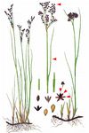 Zweischneidige Binse - Juncus anceps Laharpe 